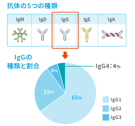 抗体の5つの種類・IgGの種類と割合のイメージ図2